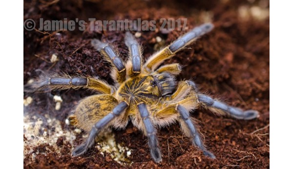 Special: Harpactira pulchripes (Golden Blue Leg Baboon) 1"+ & Terrestrial Spiderling Kit